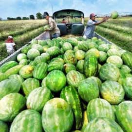 Wiggins Watermelon Farms